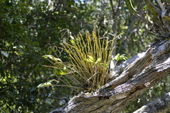 Dendrobium gracilicaule