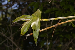Dendrobium gracilicaule