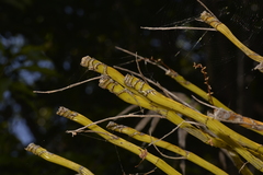 Dendrobium gracilicaule