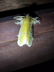 Lepidoptera