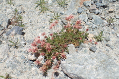 Trifolium pallescens