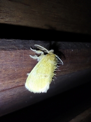 Lepidoptera