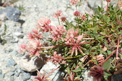 Trifolium pallescens