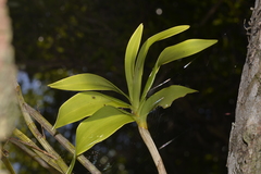 Dendrobium gracilicaule