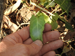 Leichhardtia lloydii