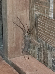 Heteropoda