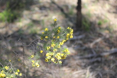 Pultenaea acerosa