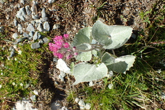 Adenostyles leucophylla