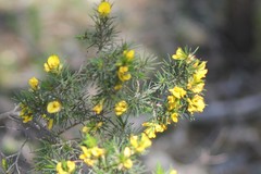 Pultenaea acerosa