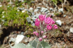 Adenostyles leucophylla