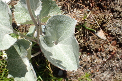 Adenostyles leucophylla