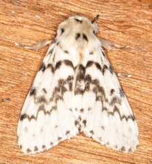 Lymantria antennata