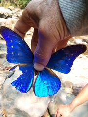 Morpho rhetenor