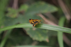 Potanthus pseudomaesa