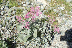 Adenostyles leucophylla