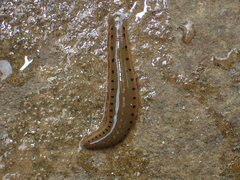 Macrobdella