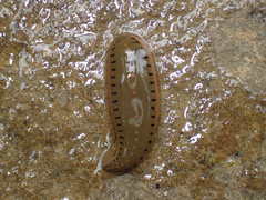 Macrobdella