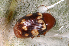 Cryptocephalus badius