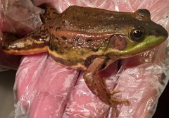 Pelophylax plancyi