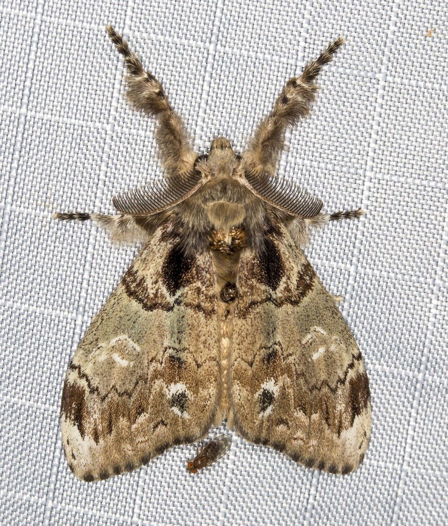Brown Tussock Moth
