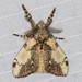Brown Tussock Moth - Photo (c) Ian McMillan, some rights reserved (CC BY-NC)