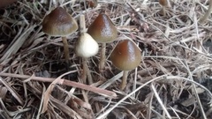 Psilocybe tasmaniana