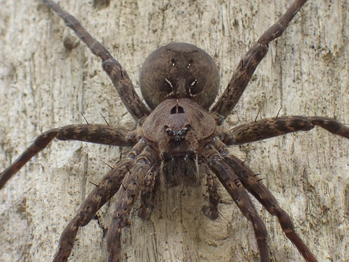 Banded Fishing Spider