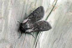 Lycophotia molothina