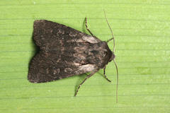 Lycophotia molothina