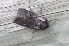 Lycophotia molothina