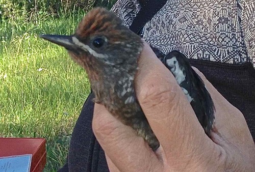 iNaturalist observation photo of Red-breasted Sapsucker