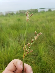 Fimbristylis spadicea