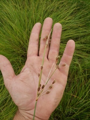 Fimbristylis spadicea