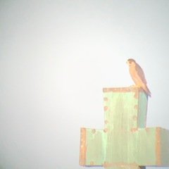 Falco peregrinus