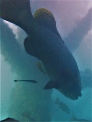 Epinephelus lanceolatus