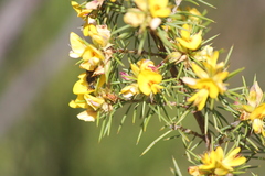 Pultenaea acerosa