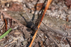 Erythrodiplax minuscula