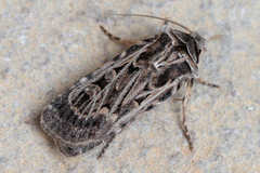 Chersotis semna