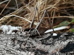 Antaxius spinibrachius