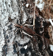 Antaxius spinibrachius