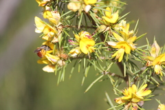 Pultenaea acerosa