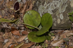 Hoya australis australis