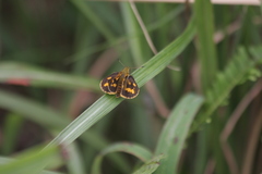 Potanthus pseudomaesa