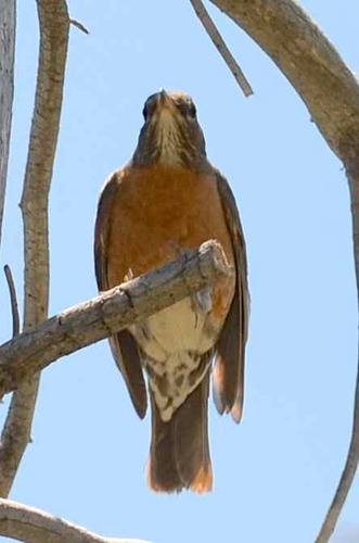 iNaturalist observation photo of American Robin
