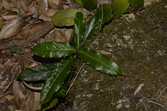 Corynocarpus rupestris rupestris