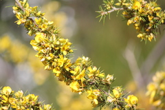 Pultenaea acerosa