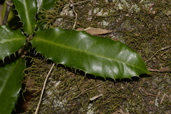 Corynocarpus rupestris rupestris