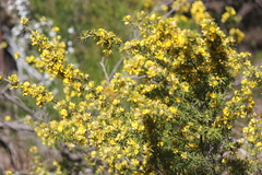 Pultenaea acerosa