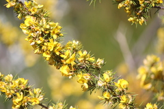 Pultenaea acerosa
