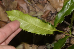 Corynocarpus rupestris rupestris